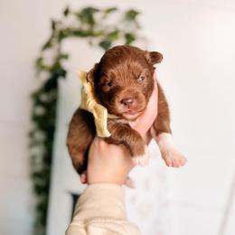 Virea - Chocolate female Pomsky puppy in Cleveland, Ohio from Lake Point Pomskies