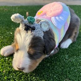 Bernedoodle Puppies from Bernedoodle Love
