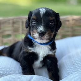 Lark - Tri-color male Bernedoodle puppy in Rising Sun, Indiana from Ruby Lane Doodles