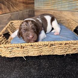 Ferrero Roche - White and brown male Newfoundland puppy in Tully, New York from Bear Paw Newfoundlands