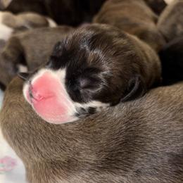 Brindle Harlequin Male - Harlequin male Great Dane puppy in Scottsburg, Virginia from Virginia Great Danes