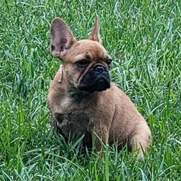 French Bulldogs from Highlands Frenchies