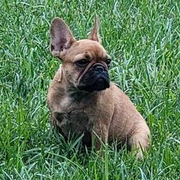 French Bulldogs from Highlands Frenchies