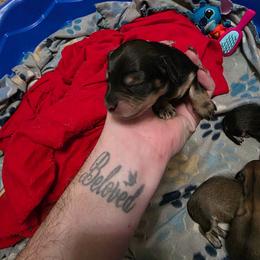 Boy 1 - Cream male Dachshund puppy in Sour Lake, Texas from Rigdon's dachshunds