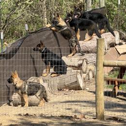 German Shepherd Puppies from Auf der Marquis German Shepherds