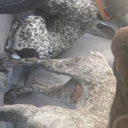 German Shorthaired Pointers from Tricia's GSPs