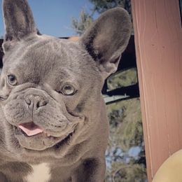 Bulldogs from Authentic Bullys