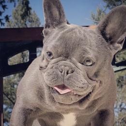 Bulldogs from Authentic Bullys