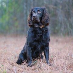 Boykin Spaniels from Five-Springs-Kennels