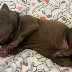 Black Collar girl - Brown female Chesapeake Bay Retriever puppy in Las Vegas, Nevada from Birdsview Chesapeake Kennel