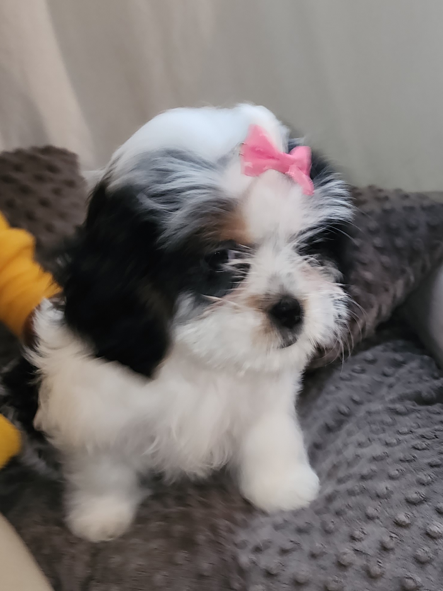Cavalier King Charles Spaniel and Shih Tzu Puppies from Nashell Lynem