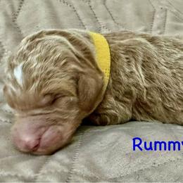 Rummy - Apricot male Poodle puppy in Stanley, Wisconsin from McJare's Puppy Palace