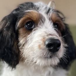 1 - Black tri-color female Aussiedoodle puppy in Tenino, Washington from Silvercreek Aussies and Aussiedoodles