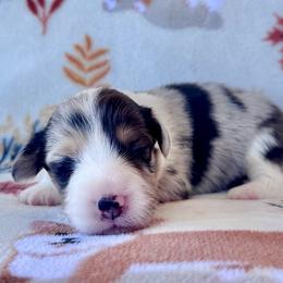Sterling - Blue merle and white male American Corgi puppy in Whitney, Texas from 5H Corgis