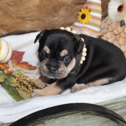 Bulldog and French Bulldog Puppies from Over the Mhoon Bullies & Royal Frenchies