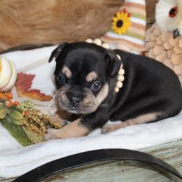 Bulldog and French Bulldog Puppies from Over the Mhoon Bullies & Royal Frenchies