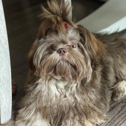 Royce - Shih Tzu
