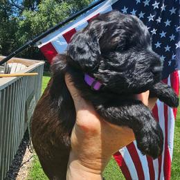 Purple  collar - Black female Whoodle puppy in O'neill, Nebraska from Willowdale Doodles
