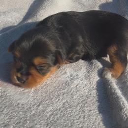 Cookie - Black and tan female Yorkshire Terrier puppy in Houston, Texas from Little things