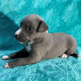 Expedition - Blue male Whippet puppy in Gentry, Arkansas from Mardel Robeson of Mulberry Hollow Whippets