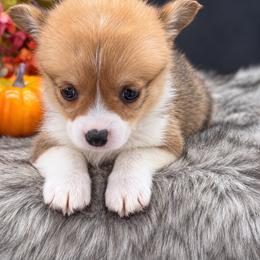 Layla - Sable and white female American Corgi puppy in Missouri from Country Legends Aussies & Corgis
