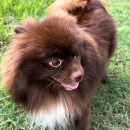 Saké - Pomeranian