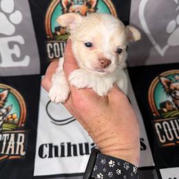 Ashton - Cream and white male Chihuahua puppy in Palmyra, Indiana from Country Star Chihuahuas