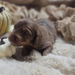 Theo 3800 - Dapple male Dachshund puppy in Anaconda, Montana from Montana Country Dachshunds