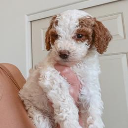 Fidough - Parti male Poodle puppy in Phoenix, Arizona from Moonshine Kennels AZ