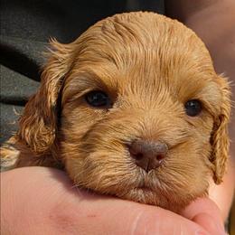 Plaidley - Red female Cockapoo puppy in Indiahoma, Oklahoma from Phamily Doodles