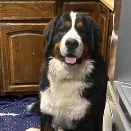 Bernese Mountain Dogs from Yellowstone Bernese Mountain Dogs