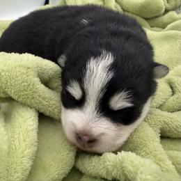 Wemby - Black and white male Pomsky puppy in Auburn, Washington from Periwinkle Pomskies