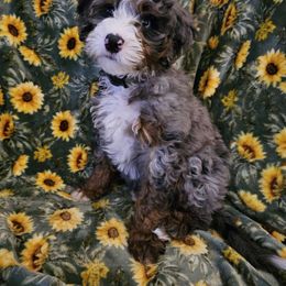 Charlie - Bernedoodle