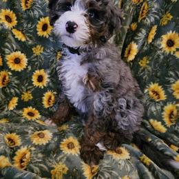 Charlie - Bernedoodle