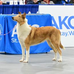 Lizzie - Collie