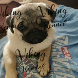Brandon  - Pug