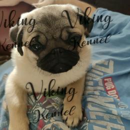 Brandon  - Pug