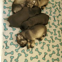 Miniature Schnauzer Puppies from Gerhauzer's Schnauzers