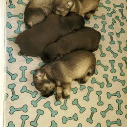 Miniature Schnauzer Puppies from Gerhauzer's Schnauzers