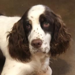 English Springer Spaniels from Wildwood