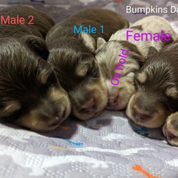 Dachshund Puppies from Bumpkins Dachshunds