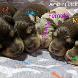 Dachshund Puppies from Bumpkins Dachshunds