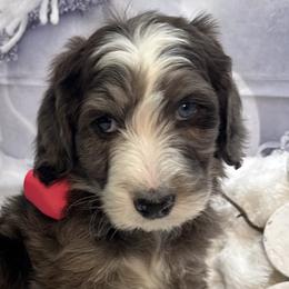 Bernedoodles, Poodles, and Sheepadoodles from TLC by the Lake Standard Poodle and Doodles