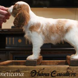 Cavalier King Charles Spaniel Puppies from Ohana Cavaliers
