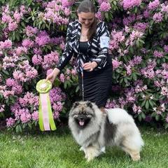 Keeshond puppies from StarStruck Keeshonden