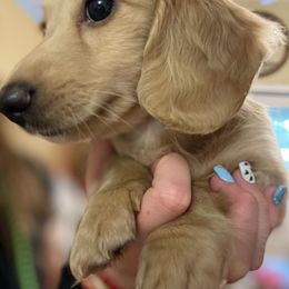 Dachshund Puppies from Ultimate_Doxies