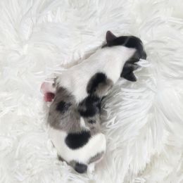 Girl 1 - Yorkshire Terrier puppy in Marble Hill, Missouri from LeGrands Parti Pups