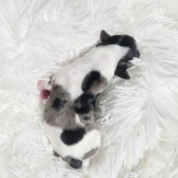 Girl 1 - Yorkshire Terrier puppy in Marble Hill, Missouri from LeGrands Parti Pups