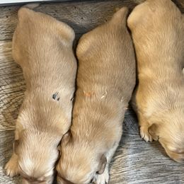 Golden Retriever Puppies from Lake Champlain Goldens