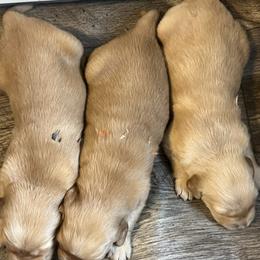 Golden Retriever Puppies from Lake Champlain Goldens